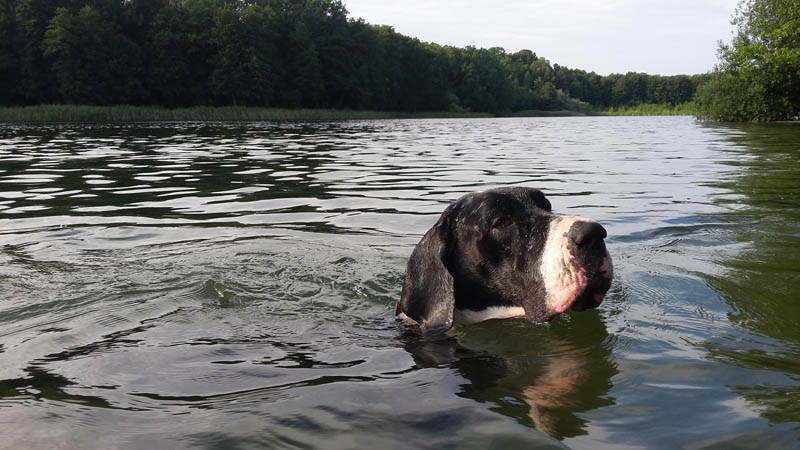 Dogge Jana im Grunewaldsee