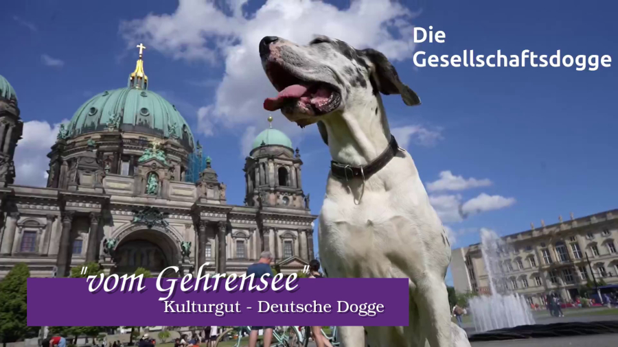 Gesellschaftsdogge Gesellschaftsdogge